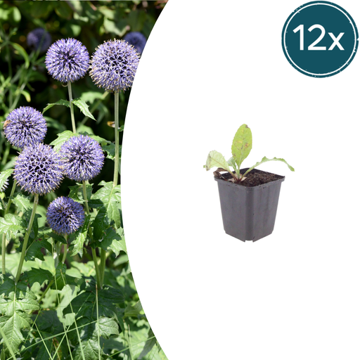 "Ruthenische Kugeldistel 12er-Set (Echinops ritro) – winterharte Staude, Topf-Ø 9 cm, Höhe ca. 25 cm image"