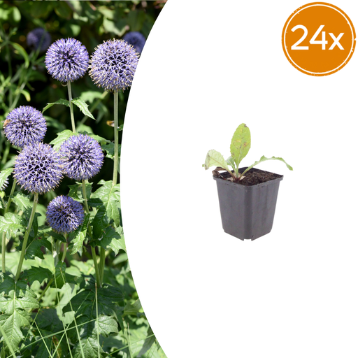"Ruthenische Kugeldistel 24er-Set (Echinops ritro) – winterharte Staude, Topf-Ø 9 cm, Höhe ca. 25 cm image"