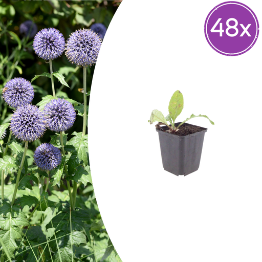 "48x Echinops ritro - ↕10-25cm - Ø9cm image"