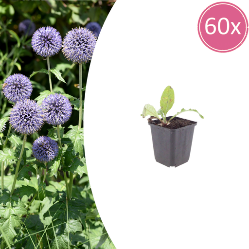 "60x Echinops ritro - ↕10-25cm - Ø9cm image"