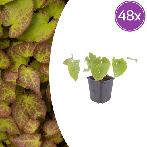 "Elfenblume 'Frohnleiten' 48er-Set (Epimedium perralc) – winterharte Staude, Topf-Ø 9 cm, Höhe ca. 25 cm image"