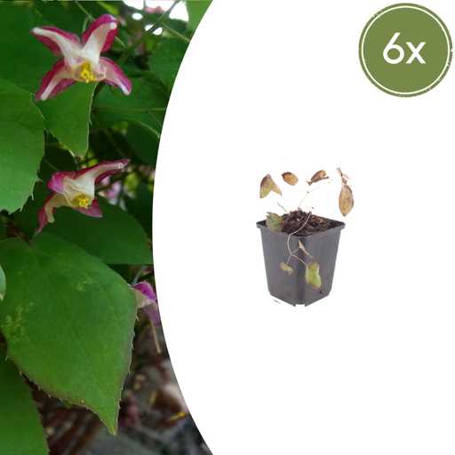 "6x Epimedium rubrum - ↕10-25cm - Ø9cm image"