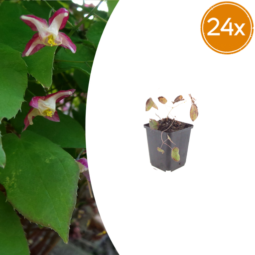 "Rote Elfenblume 24er-Set (Epimedium rubrum) – winterharte Staude, Topf-Ø 9 cm, Höhe ca. 25 cm image"