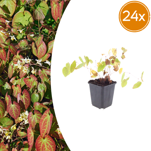 "Youngs Elfenblume 'Niveum' 24er-Set (Epimedium y.) – winterharte Staude, Topf-Ø 9 cm, Höhe ca. 25 cm image"