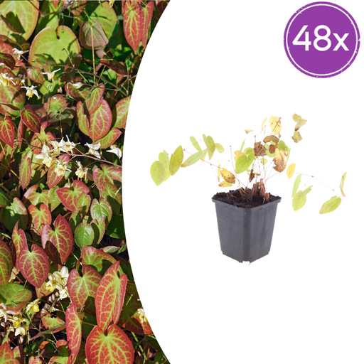 "Elfenblume 'Niveum' 48er-Set (Epimedium y.) – winterharte Staude, Topf-Ø 9 cm, Höhe ca. 25 cm image"