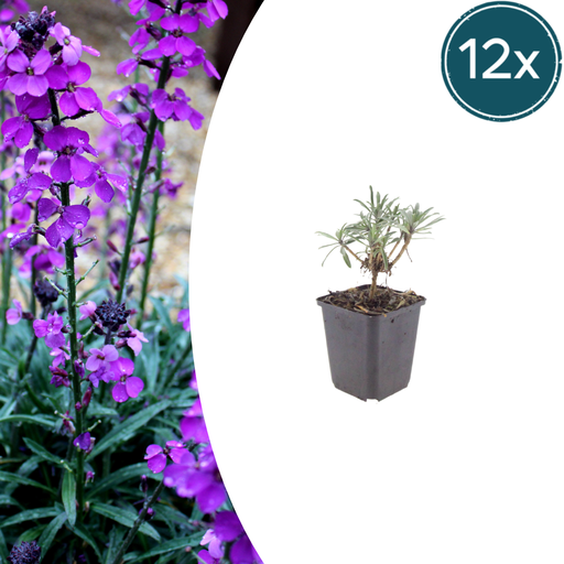 "Goldlack 'Bowles' 12er-Set (Erysimum cheiri) – winterharte Duftstaude, Topf-Ø 9 cm, Höhe ca. 25 cm image"