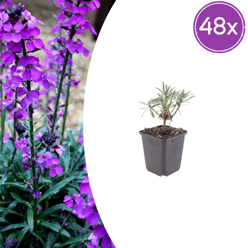 "Goldlack 'Bowles' 48er-Set (Erysimum cheiri) – winterharte Staude, Topf-Ø 9 cm, Höhe ca. 25 cm image"