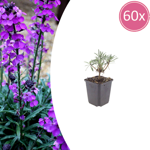 "60x Erysimum 'Bowles' Mauve' - ↕10-25cm - Ø9cm image"