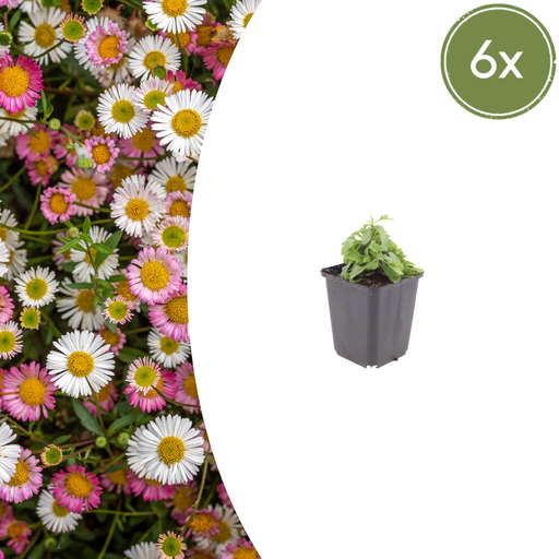 "Karwinskis Feinstrahl 6er-Set (Erigeron karvinskianus) – winterharte Staude, Topf-Ø 9 cm, Höhe ca. 25 cm image"