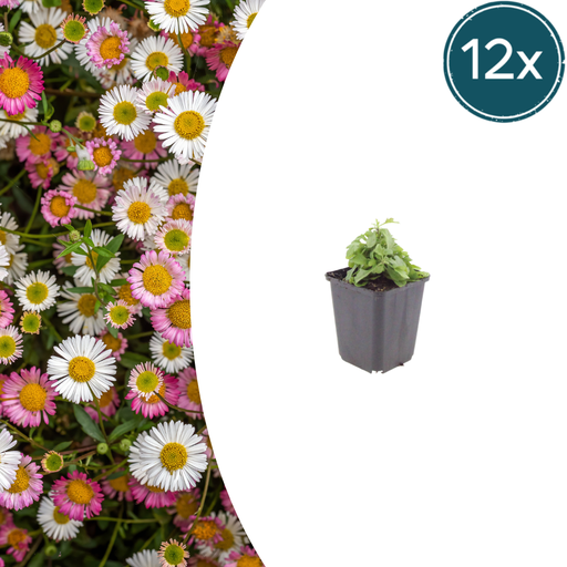 "12x Erigeron karvinskianus - ↕10-25cm - Ø9cm image"