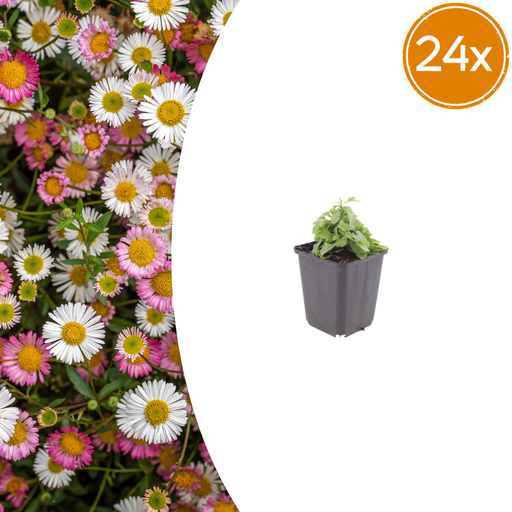 "Karwinskis Feinstrahl 24er-Set (Erigeron karvinskianus) – winterharte Staude, Topf-Ø 9 cm, Höhe ca. 25 cm image"