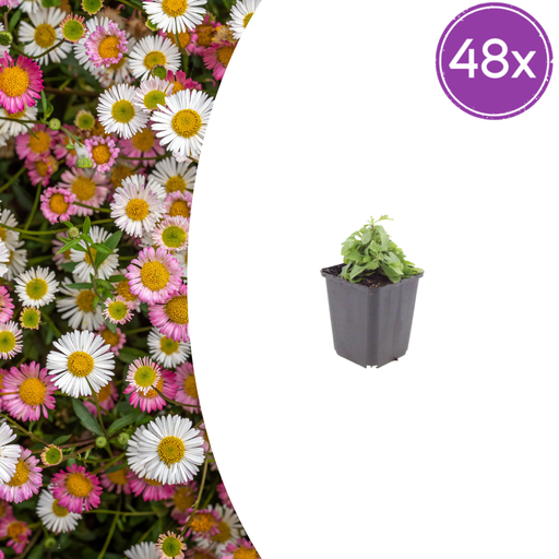 "Karwinskis Feinstrahl 48er-Set (Erigeron karvinskianus) – winterharte Staude, Topf-Ø 9 cm, Höhe ca. 25 cm image"