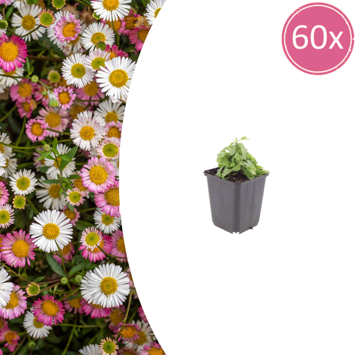 "60x Erigeron karvinskianus - ↕10-25cm - Ø9cm image"