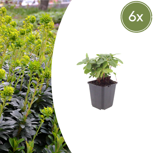 "6x Euphorbia amygdal. robbiae - ↕10-25cm - Ø9cm image"