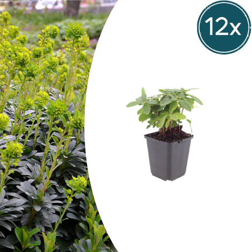 "12x Euphorbia amygdal. robbiae - ↕10-25cm - Ø9cm image"