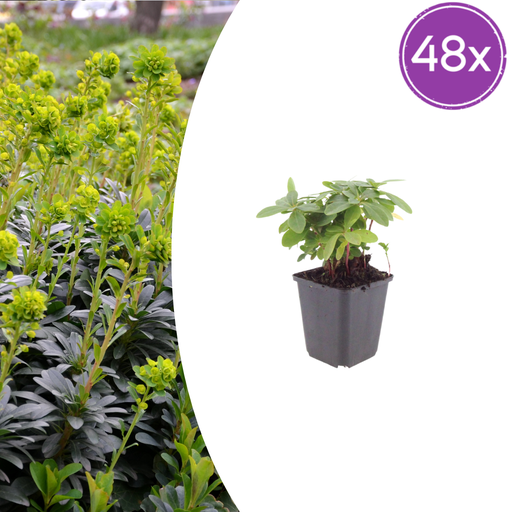 "48x Euphorbia amygdal. robbiae - ↕10-25cm - Ø9cm image"