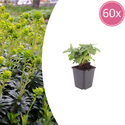 "60x Euphorbia amygdal. robbiae - ↕10-25cm - Ø9cm image"