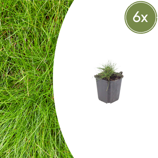 "Bärenfellgras 6er-Set (Festuca gautieri) – winterhartes Ziergras, Topf-Ø 9 cm, Höhe ca. 25 cm image"