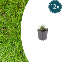Bärenfell-Schwingel (Festuca gautieri) – immergrünes Polstergras, 12 Pflanzen, T
