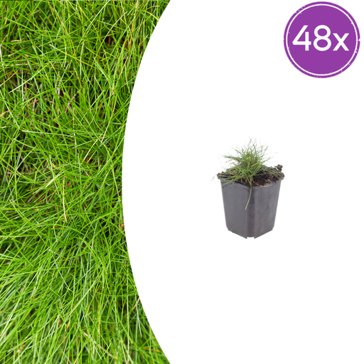 "48x Festuca gautieri - ↕10-25cm - Ø9cm image"