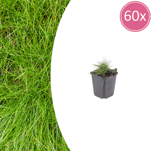 "Bärenfellgras 60er-Set (Festuca gautieri) – winterhartes Ziergras, Topf-Ø 9 cm, Höhe ca. 25 cm image"