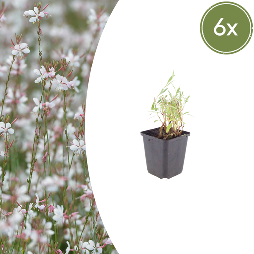 "6x Gaura lindheimeri - ↕10-25cm - Ø9cm image"