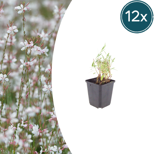 "12x Gaura lindheimeri - ↕10-25cm - Ø9cm image"