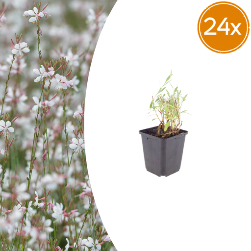 "Prachtkerze 24er-Set (Gaura lindheimeri) – winterharte Staude, Topf-Ø 9 cm, Höhe ca. 25 cm image"
