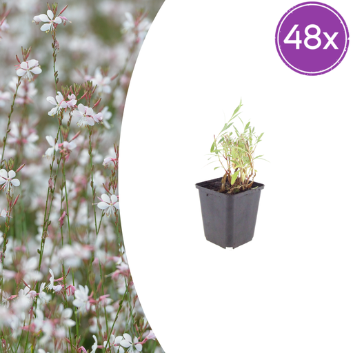 "Prachtkerze 48er-Set (Gaura lindheimeri) – winterharte Staude, Topf-Ø 9 cm, Höhe ca. 25 cm image"