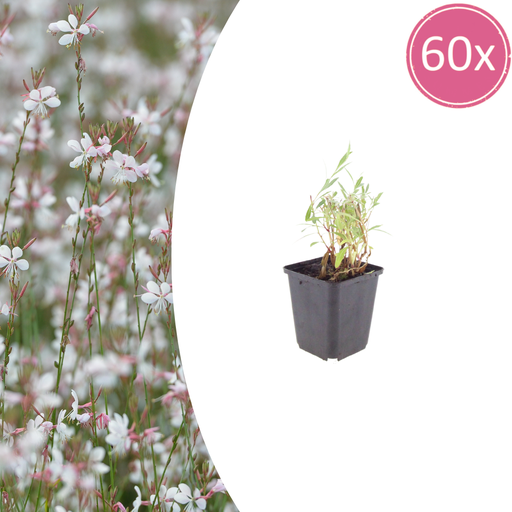 "60x Gaura lindheimeri - ↕10-25cm - Ø9cm image"