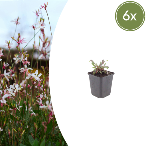 "Prachtkerze 'Siskiyou Rosa' 6er-Set (Gaura lindheimeri) – winterharte Staude, Topf-Ø 9 cm, Höhe ca. 25 cm image"