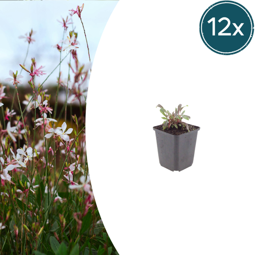 "Prachtkerze 'Siskiyou Rosa' 12er-Set (Gaura lindheimeri) – winterharte Staude, Topf-Ø 9 cm, Höhe ca. 25 cm image"