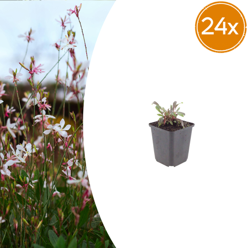 "24x Gaura l. 'Siskiyou Rosa' - ↕10-25cm - Ø9cm image"