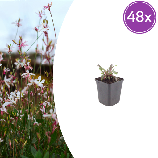 "48x Gaura l. 'Siskiyou Pink' - ↕10-25cm - Ø9cm image"