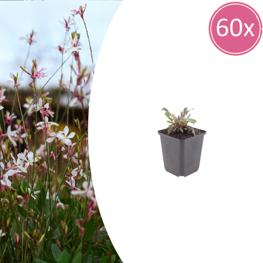 "Prachtkerze 'Siskiyou Pink' 60er-Set (Gaura lindheimeri) – winterharte Staude, Topf-Ø 9 cm, Höhe ca. 25 cm image"