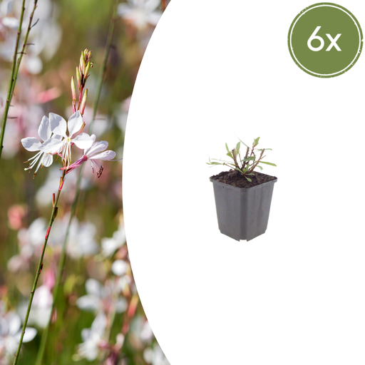 "Prachtkerze 'Wirbelnd Schmetterlinge' 6er-Set (Gaura lindheimeri) – winterharte Staude, Topf-Ø 9 cm, Höhe ca. 25 cm image"