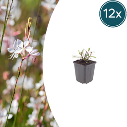 12x Gaura l. 'Wirbelnde Schmetterlinge' - ↕10-25cm - Ø9cm