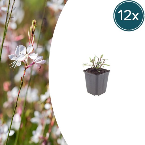 "12x Gaura l. 'Whirling Butterflies' - ↕10-25cm - Ø9cm image"