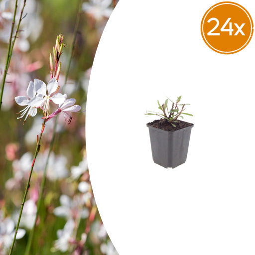 "24x Gaura l. 'Wirbelnde Schmetterlinge' - ↕10-25cm - Ø9cm image"