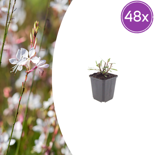 "48x Gaura l. 'Wirbelnde Schmetterlinge' - ↕10-25cm - Ø9cm image"