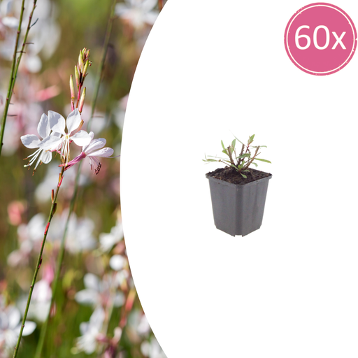 "Prachtkerze 'Whirling Butterflies' 60er-Set (Gaura lindheimeri) – winterharte Staude, Topf-Ø 9 cm, Höhe ca. 25 cm image"