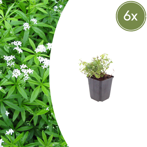"Waldmeister 6er-Set (Galium odoratum) – winterharte Bodendecker-Staude, Topf-Ø 9 cm, Höhe ca. 25 cm image"
