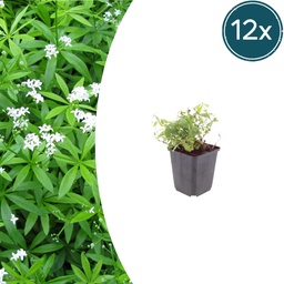 Waldmeister 12er-Set (Galium odoratum) – winterharte Staude, Topf-Ø 9 cm, Höhe c