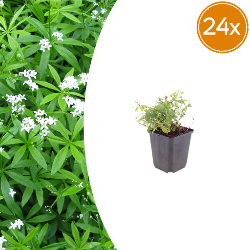 "Waldmeister 24er-Set (Galium odoratum) – winterharte Bodendecker-Staude, Topf-Ø 9 cm, Höhe ca. 25 cm image"