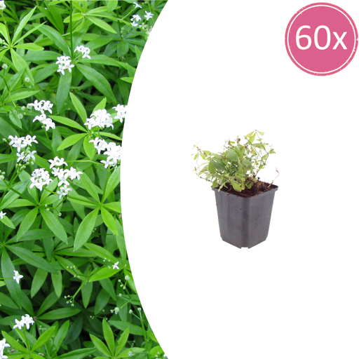 "Waldmeister 60er-Set (Galium odoratum) – winterharte Bodendecker-Staude, Topf-Ø 9 cm, Höhe ca. 25 cm image"