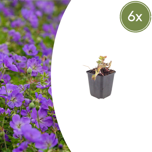 "6x Geranium 'Azure Rush' - ↕10-25cm - Ø9cm image"