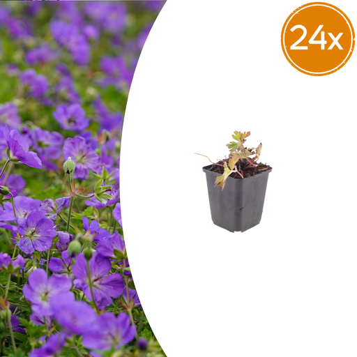 "24x Geranium 'Azure Rush' - ↕10-25cm - Ø9cm image"