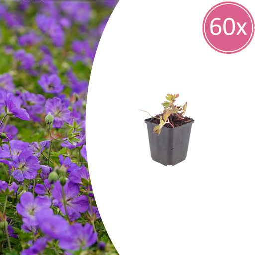 "Geranie 'Azure Rush' 60er-Set (Geranium) – winterharte Staude, Topf-Ø 9 cm, Höhe ca. 25 cm image"