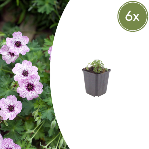 "Geranie 'Ballerina' 6er-Set (Geranium cinereum) – winterharte Staude, Topf-Ø 9 cm, Höhe ca. 25 cm image"