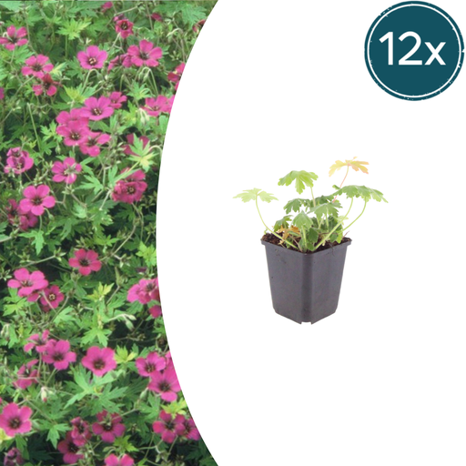 "Balkan-Storchschnabel 'Bevan' 12er-Set (Geranium macrorrhizum) – winterharte Staude, Topf-Ø 9 cm, Höhe ca. 25 cm image"